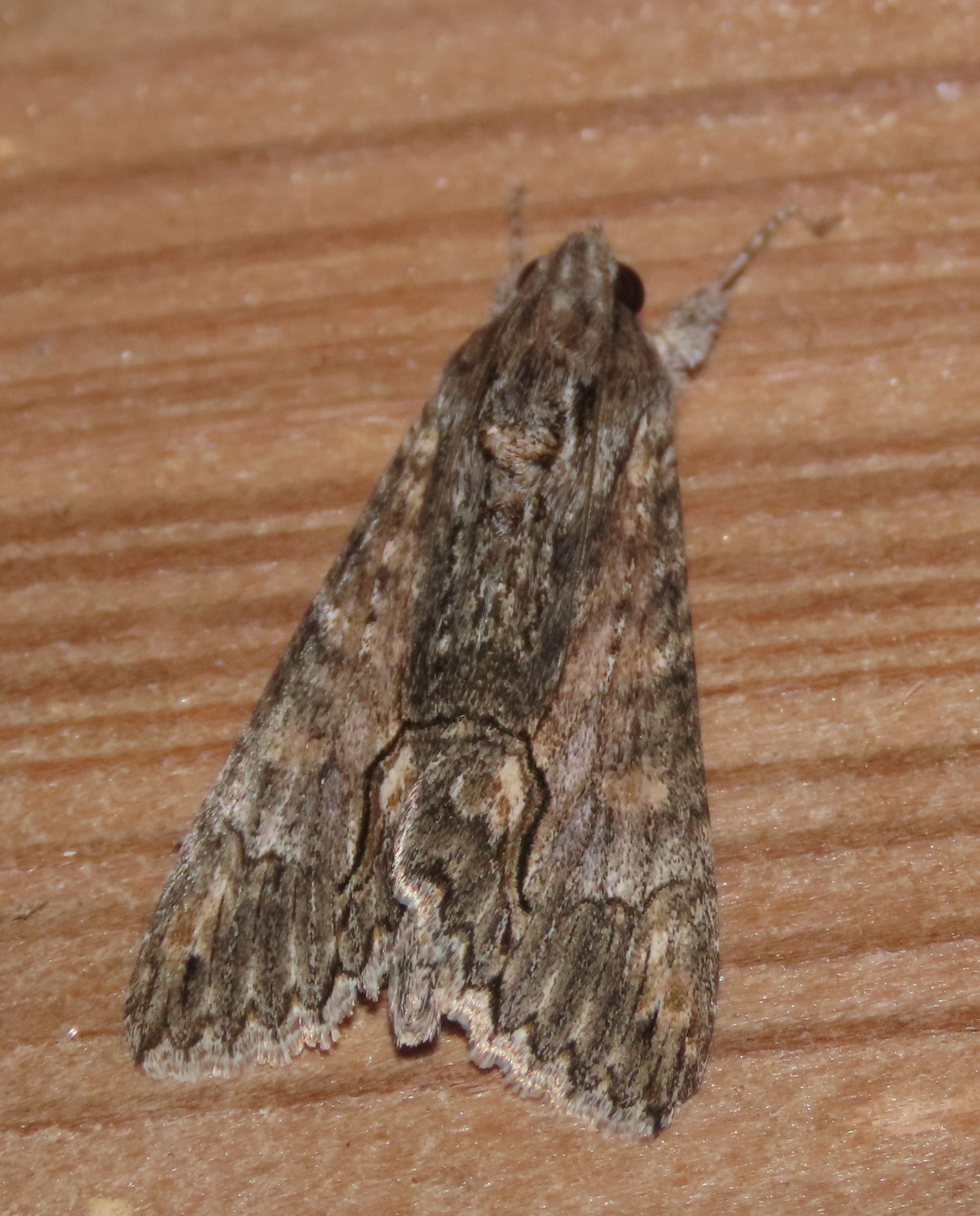 A moth is sitting on a wooden surface.