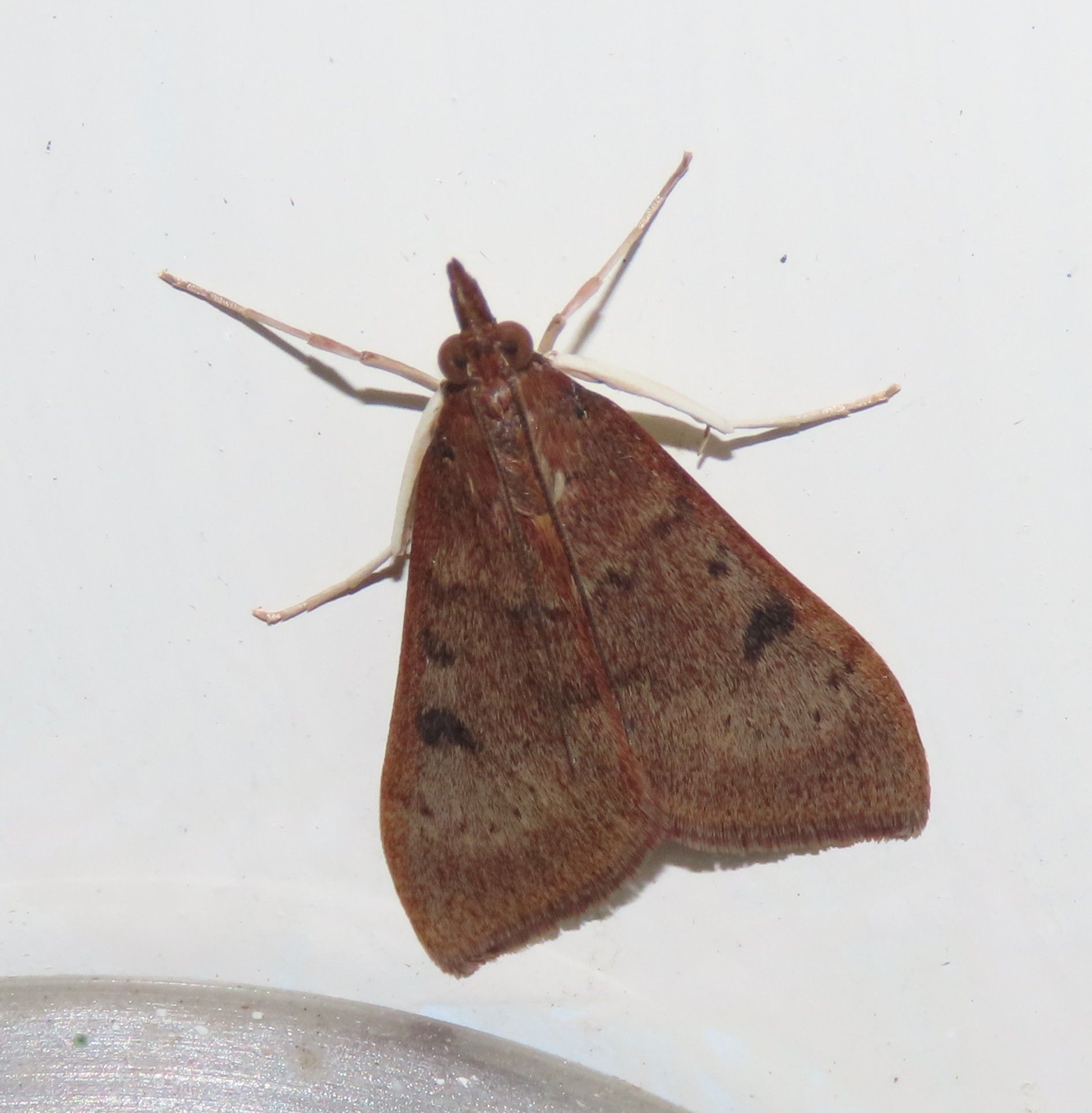 A brown moth is sitting on a white surface