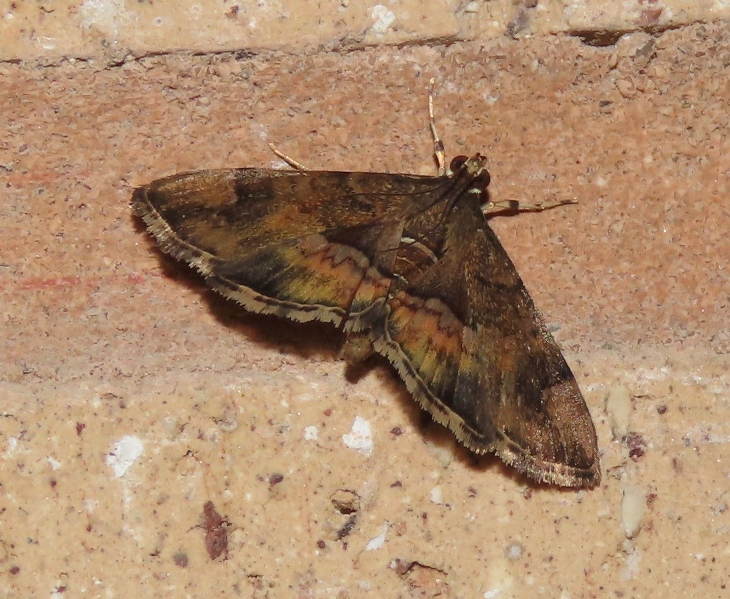 A moth is sitting on a brick wall