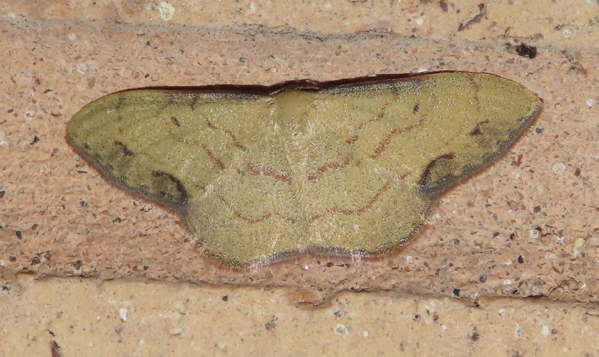 A moth is sitting on a brick wall.