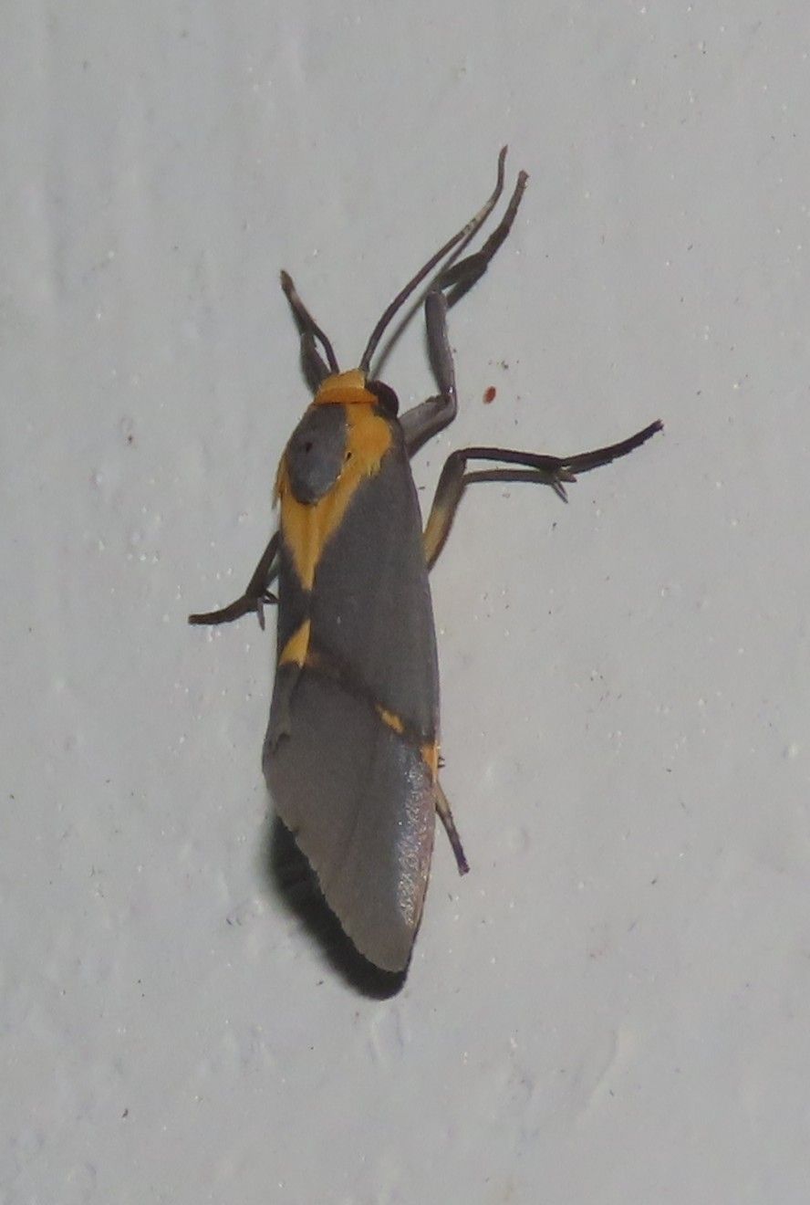 Less Common Moths