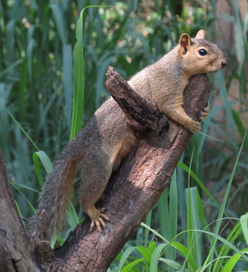 A squirrel is sitting on a tree branch in the grass