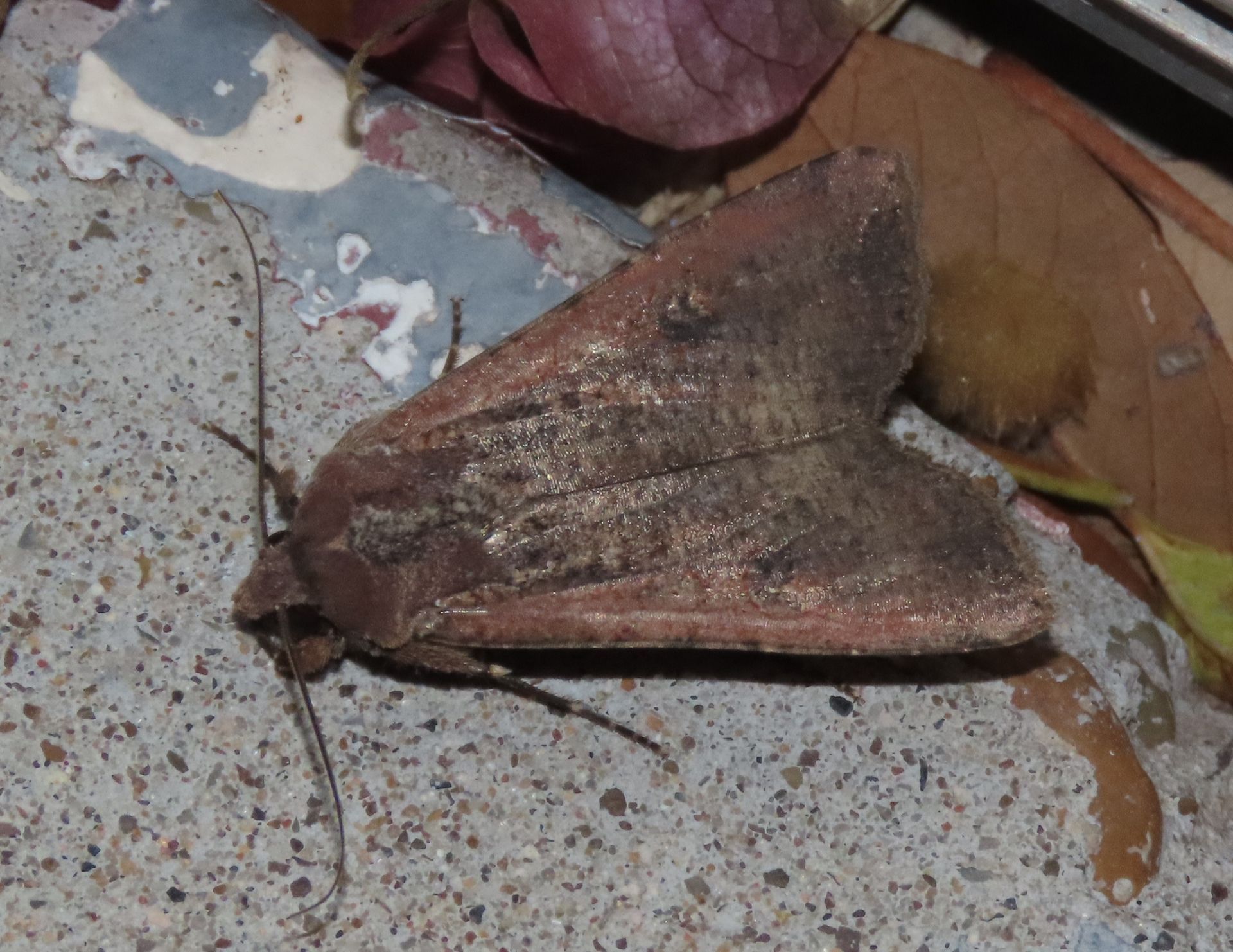 A brown moth is sitting on a concrete surface.