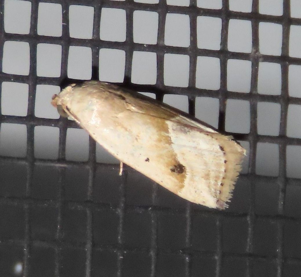 A moth is sitting on a black mesh screen