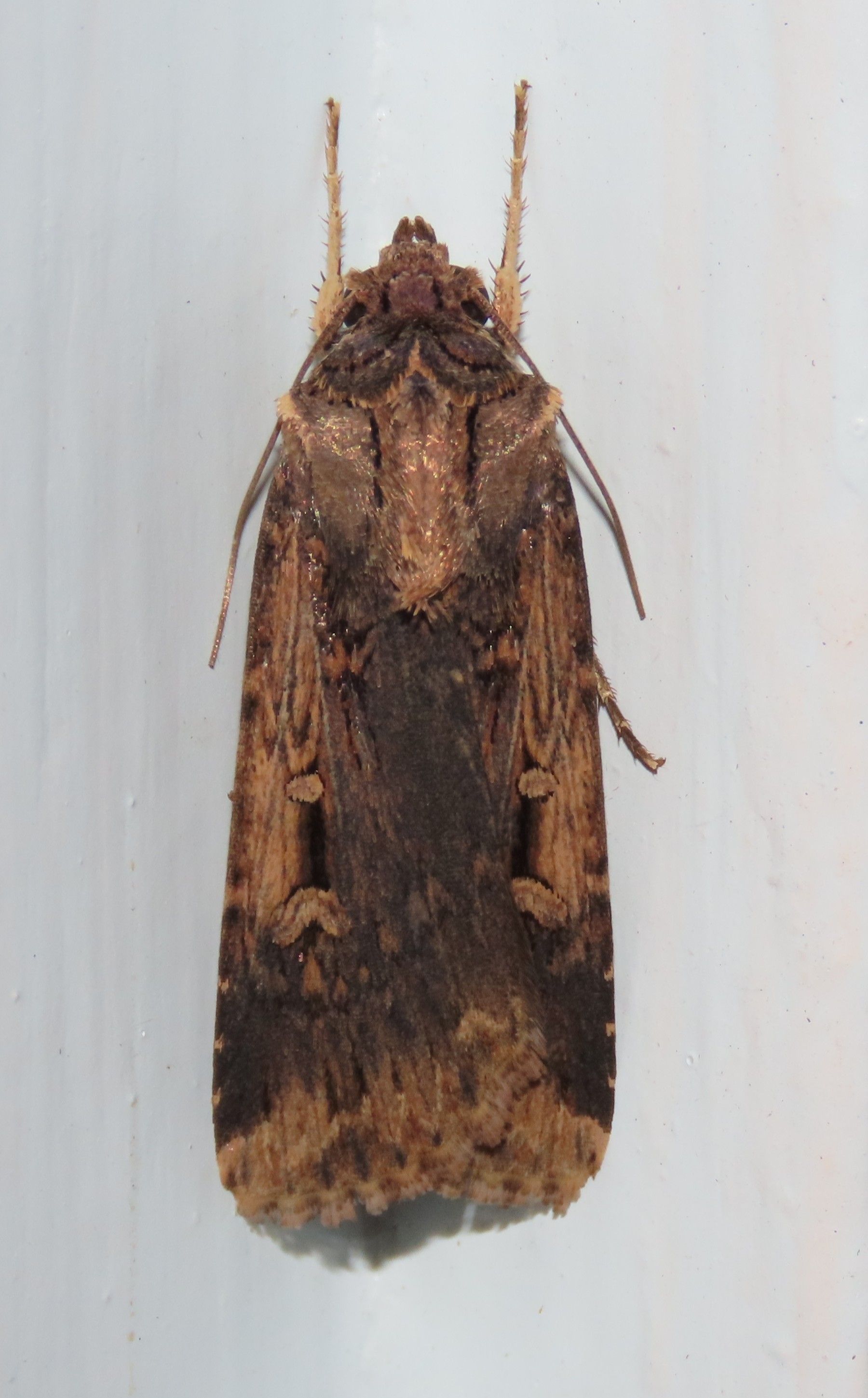 A brown moth is sitting on a white surface.