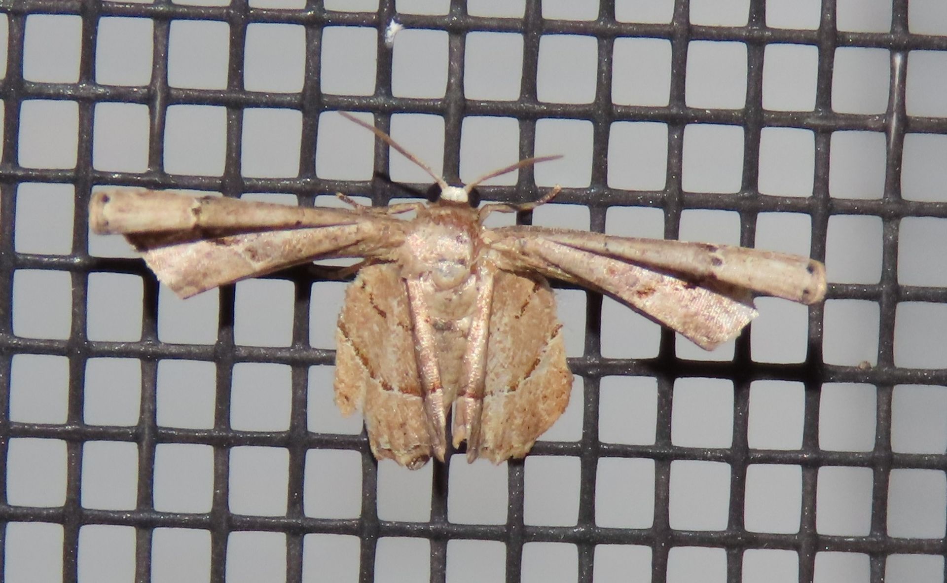 A moth is sitting on a screen door.