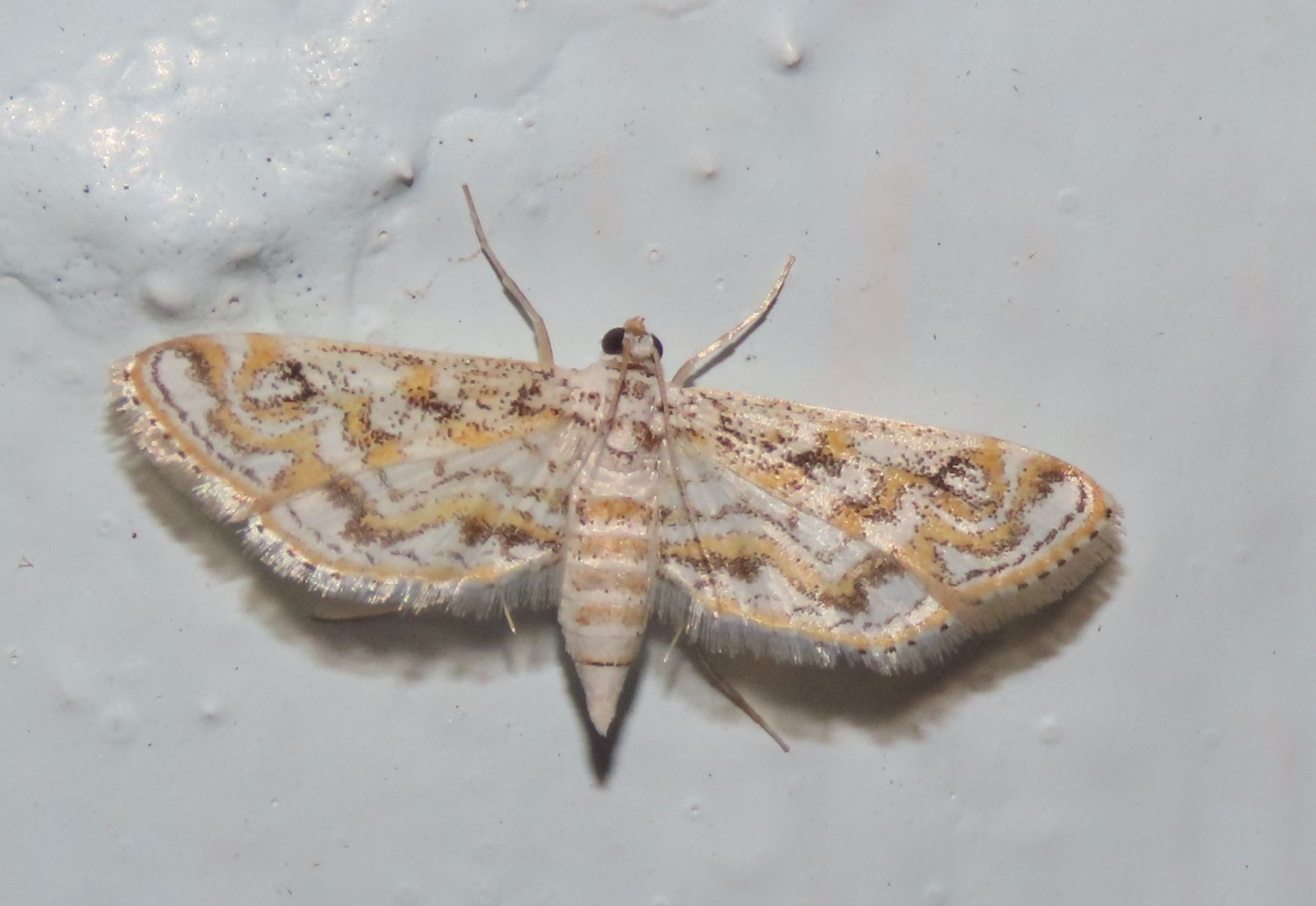A close up of a moth on a white surface.