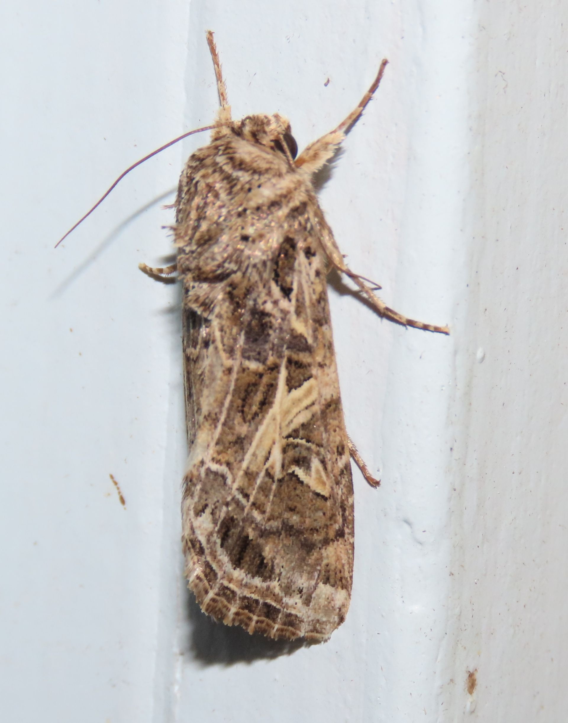 A close up of a moth on a white surface