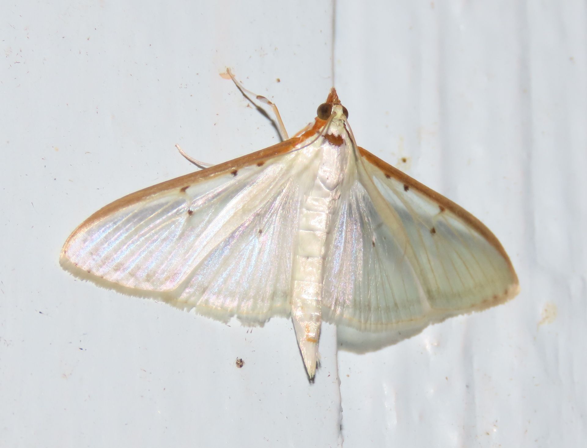 A white moth is sitting on a white surface.