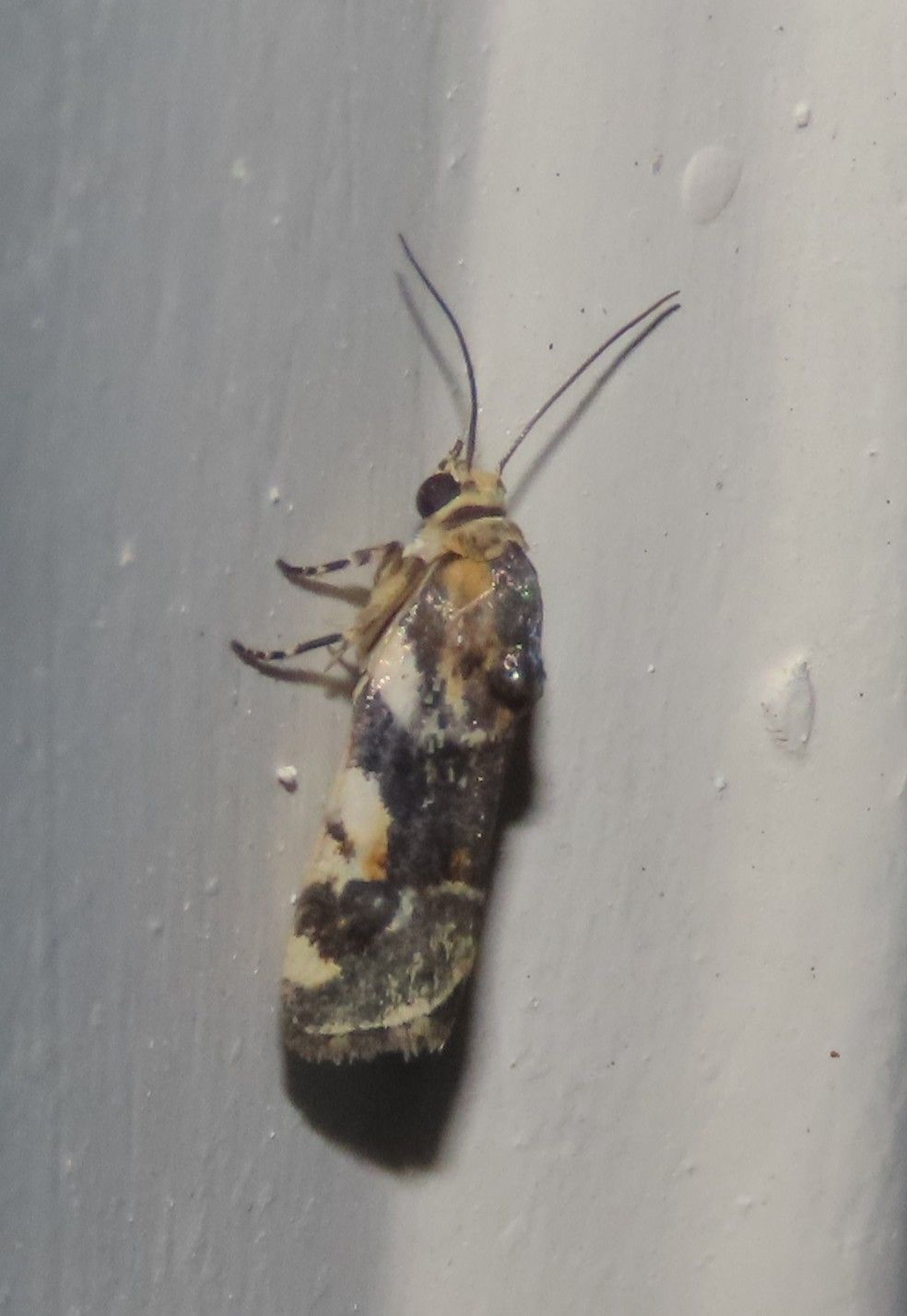 A close up of a moth on a white wall