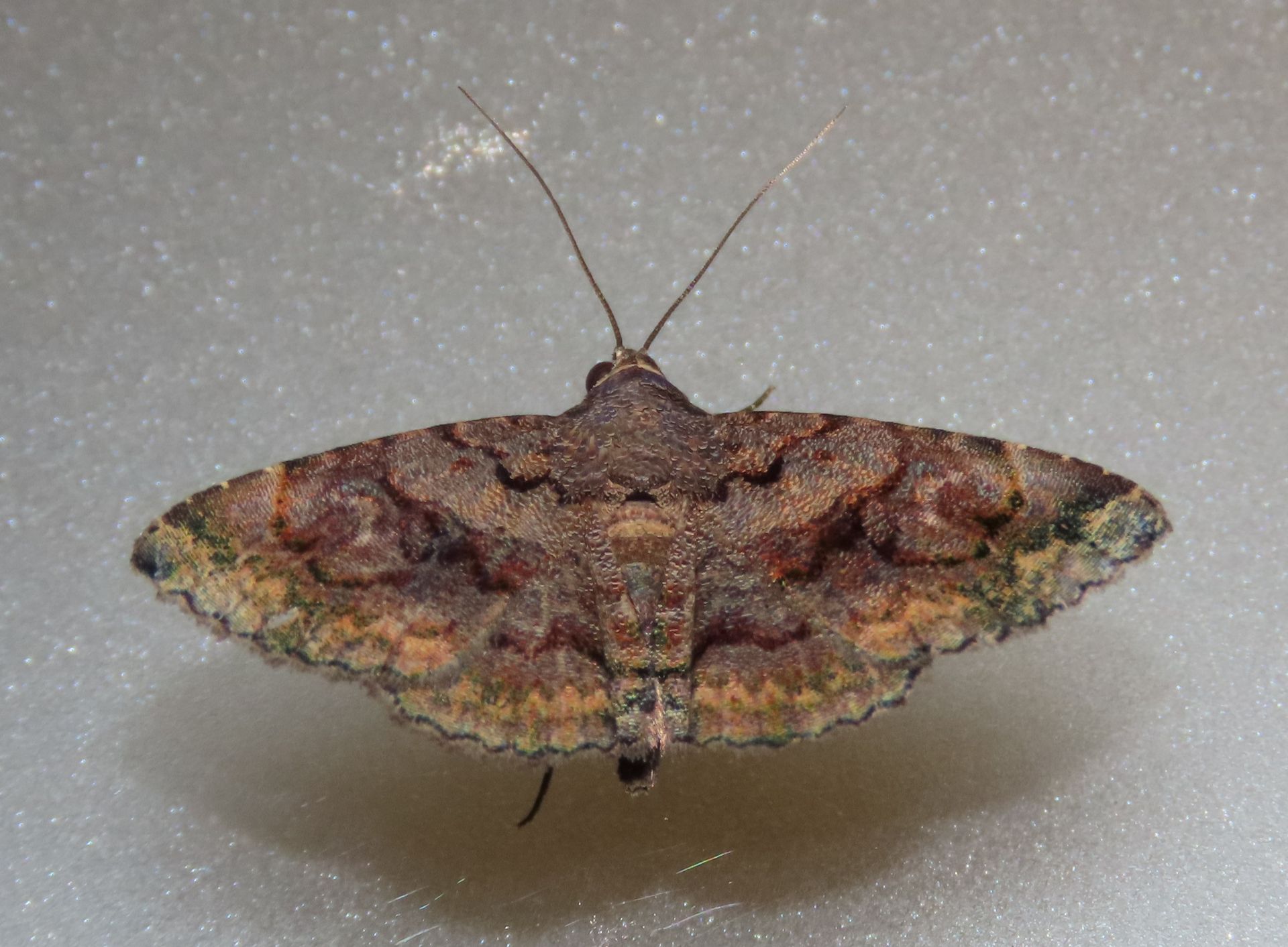 A brown moth is sitting on a white surface