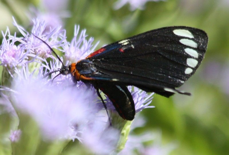 A black and white butterfly is sitting on a purple flower.
