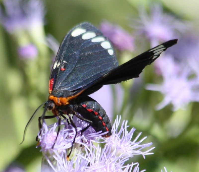 A black and white butterfly is perched on a purple flower