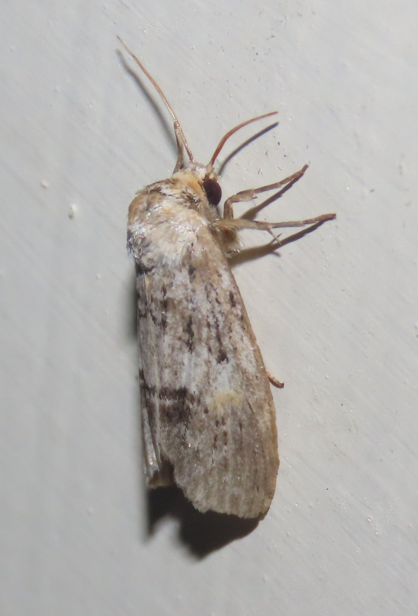 A close up of a moth on a white surface