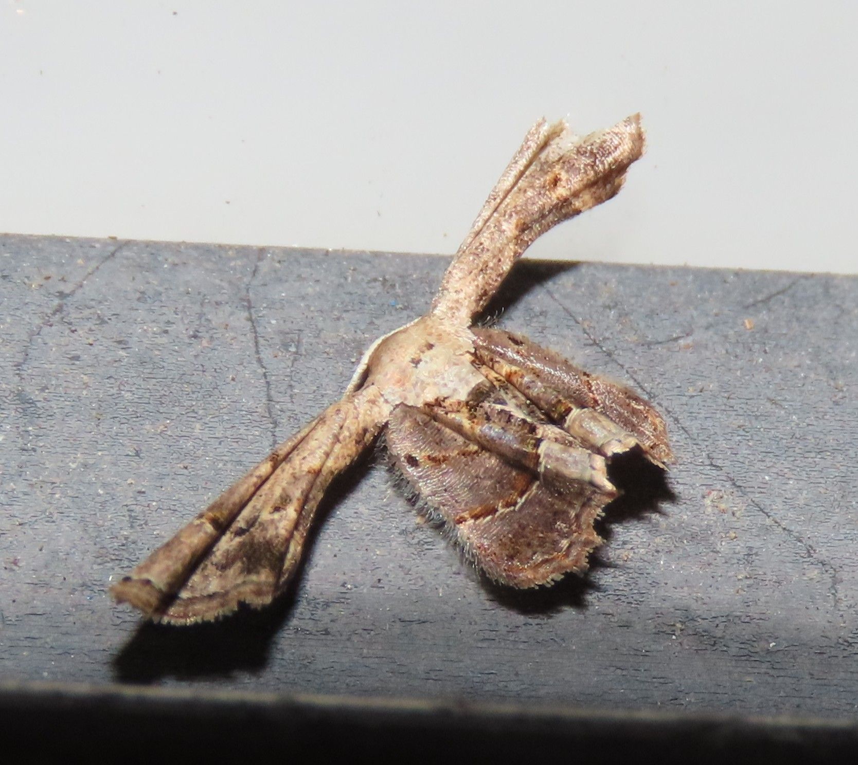A brown moth is sitting on a gray surface