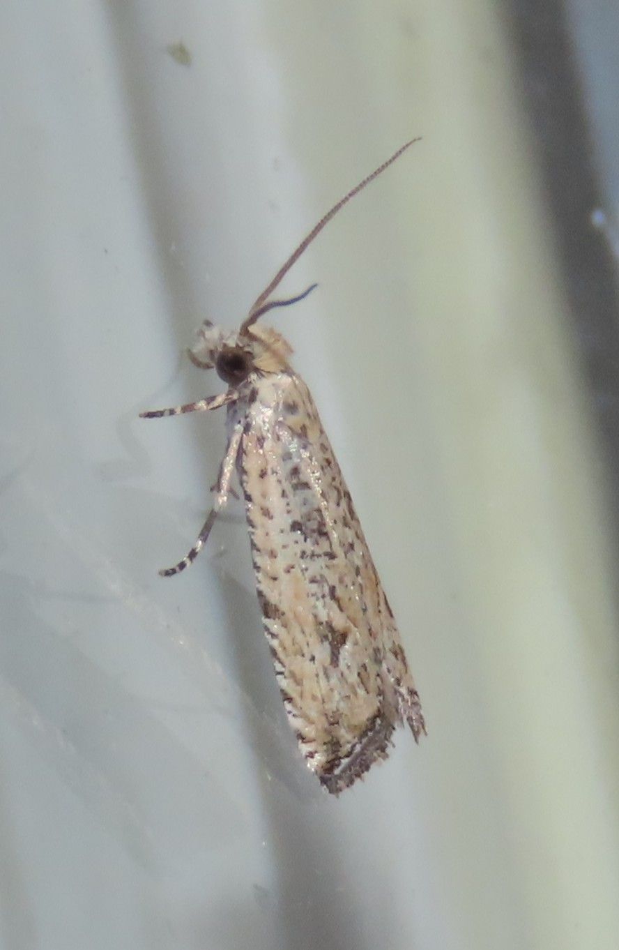A close up of a moth on a white surface