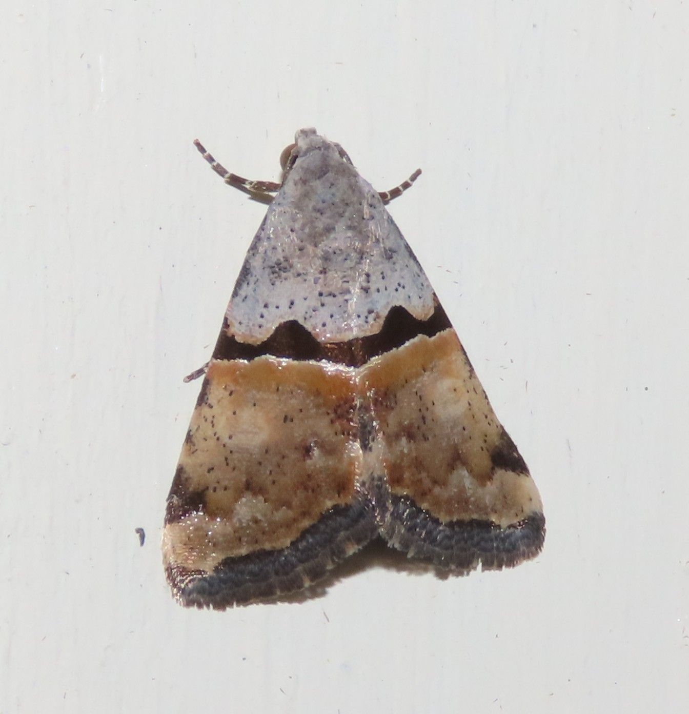 A small moth is sitting on a white surface