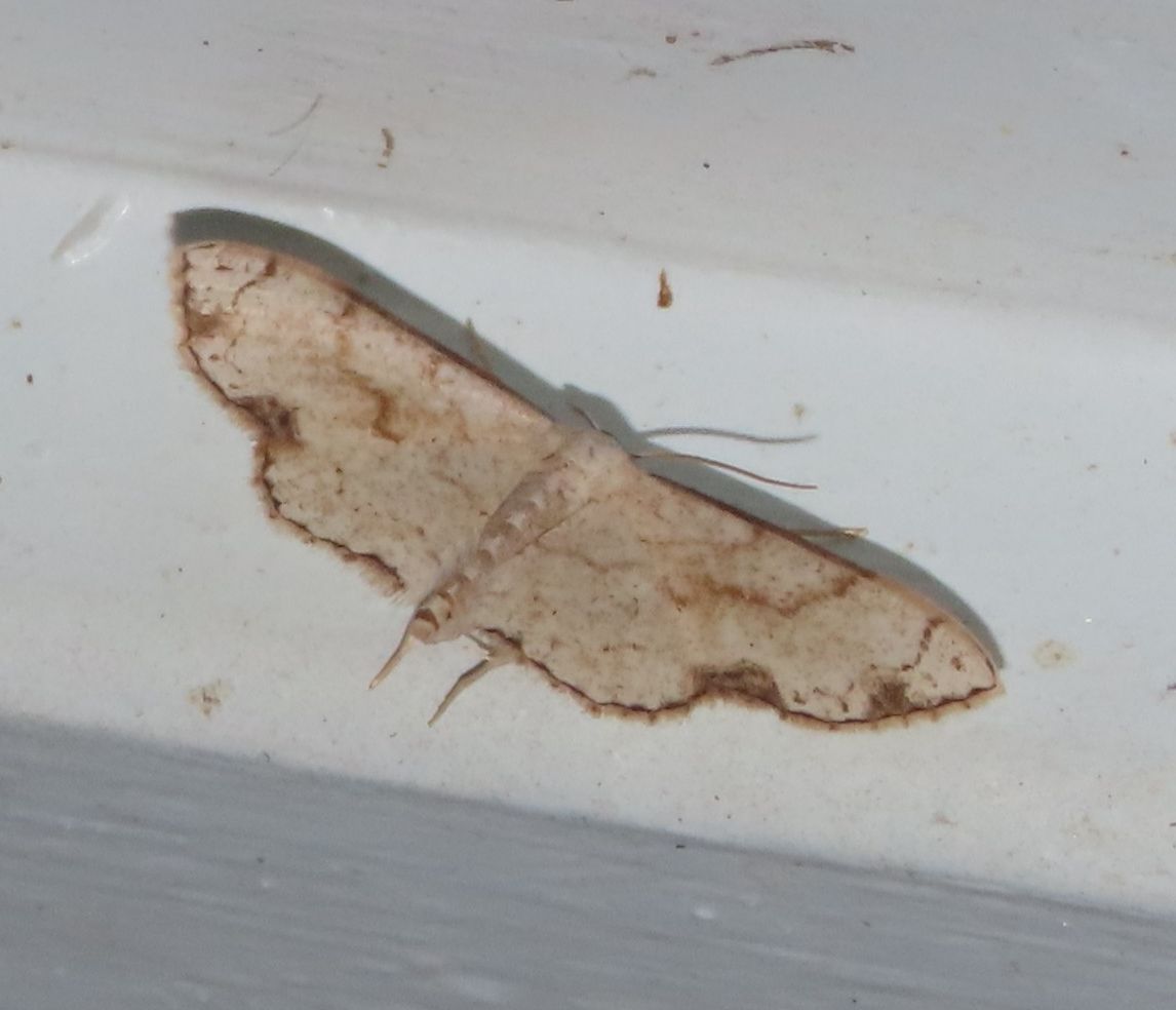 A brown moth is sitting on a white surface