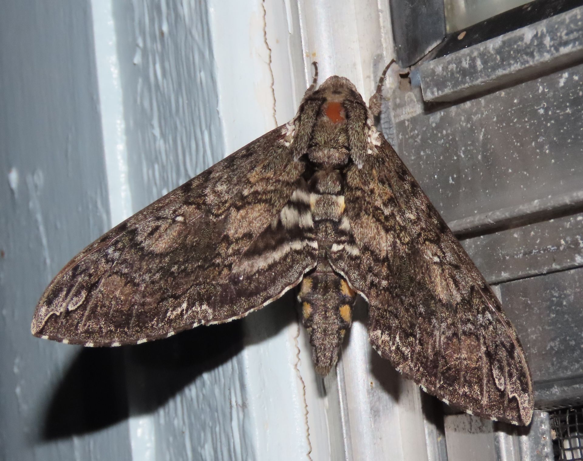 A large moth is sitting on a window sill