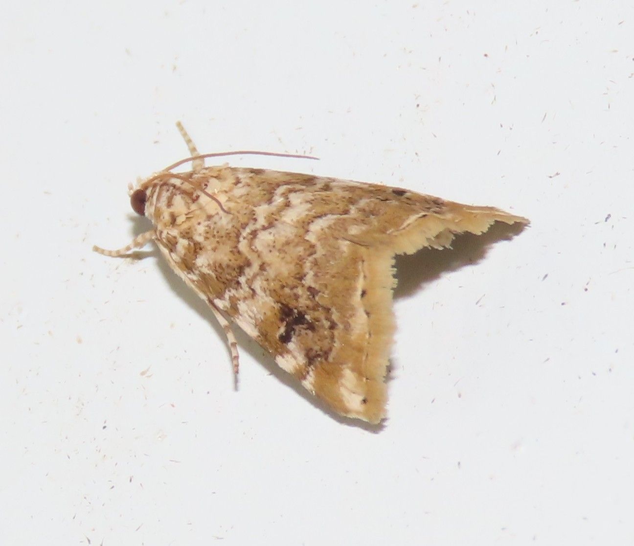 A brown moth is sitting on a white surface
