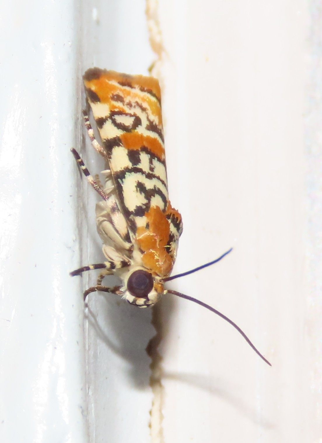 A close up of a moth on a white surface