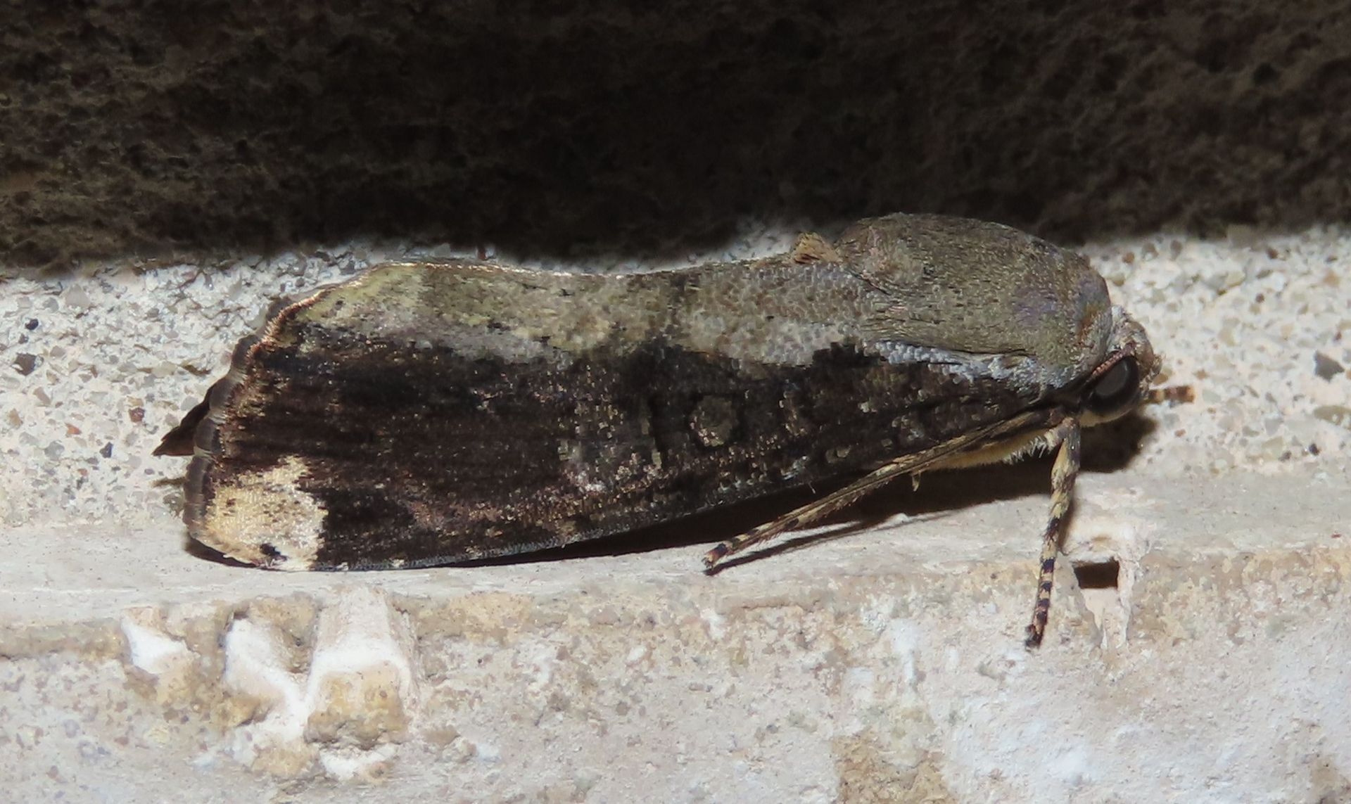 A moth is sitting on a concrete surface.