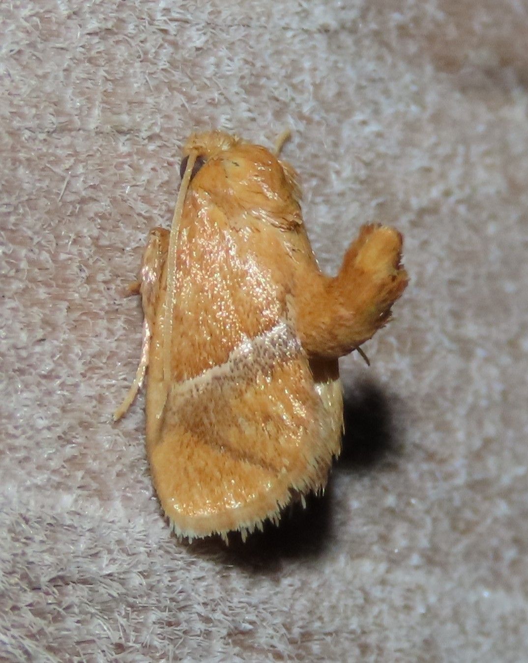 A small brown moth is sitting on a white surface.