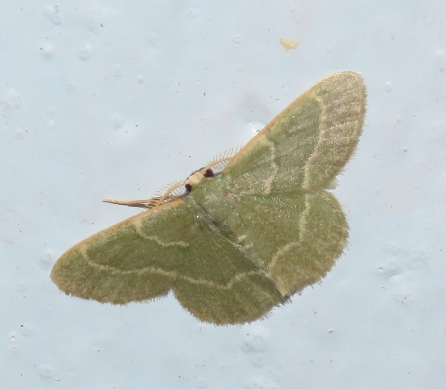 A green moth is sitting on a white surface.