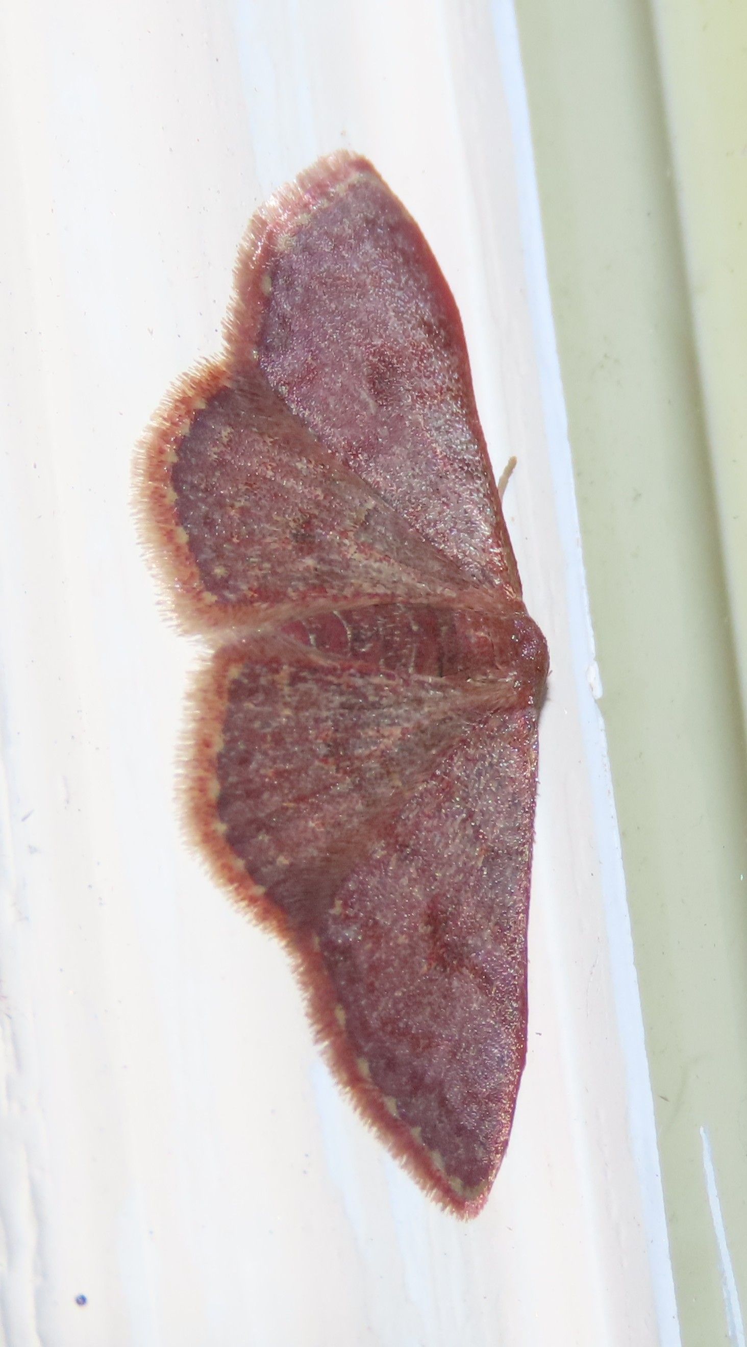 A brown moth is sitting on a white surface.