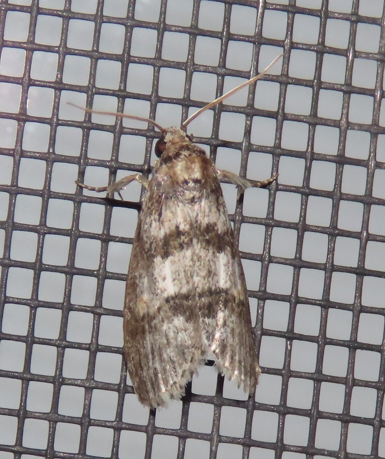 A close up of a moth on a screen