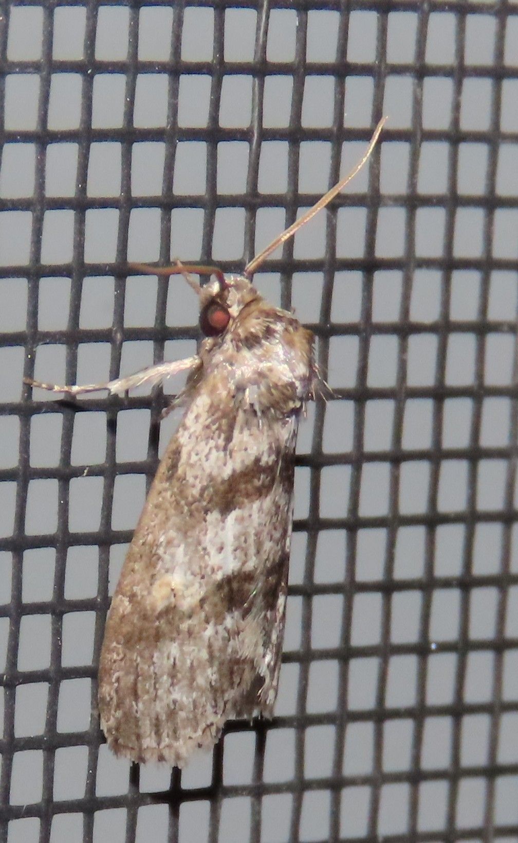 A moth is sitting on a screen door.