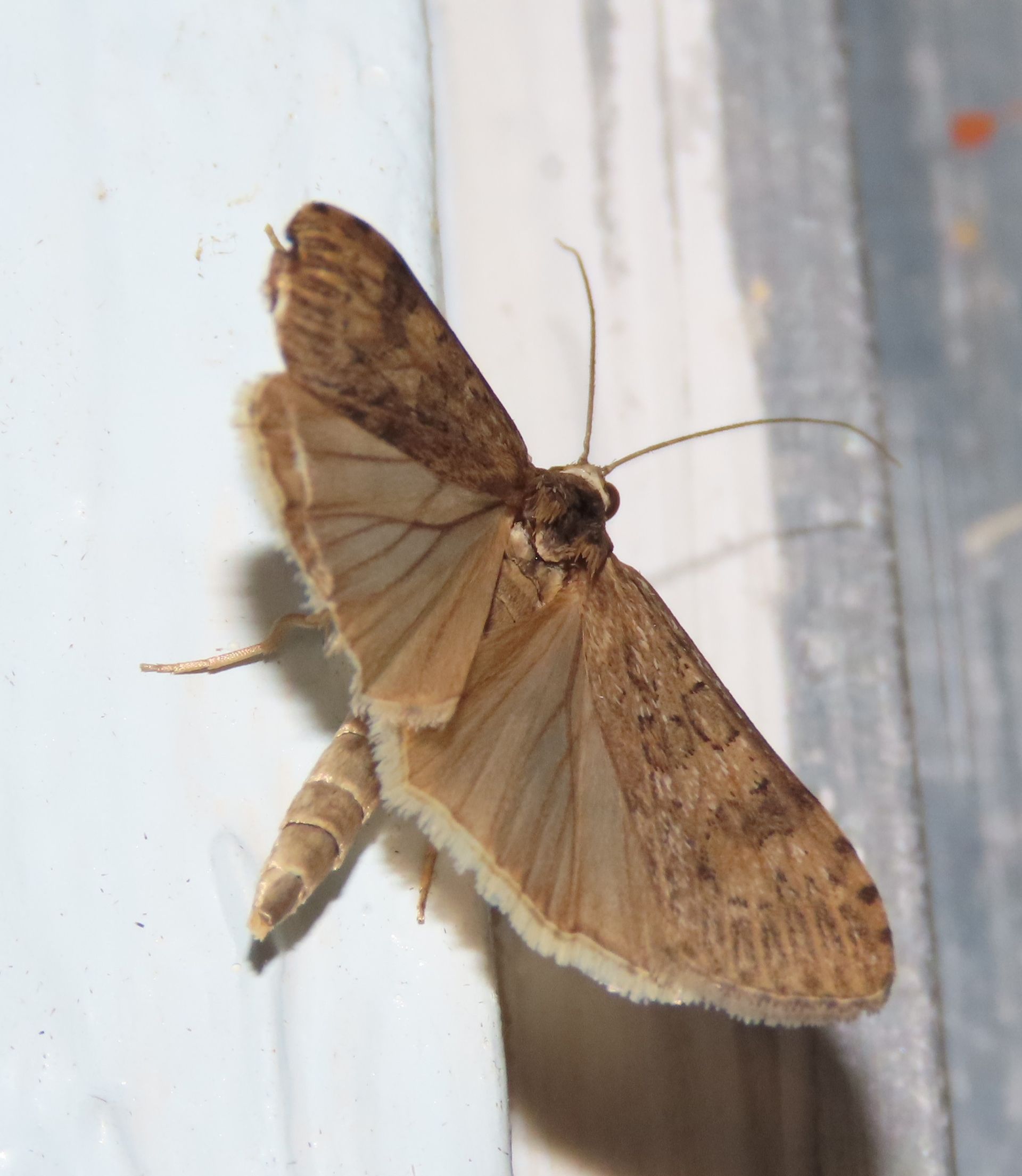 A brown moth is sitting on a white surface