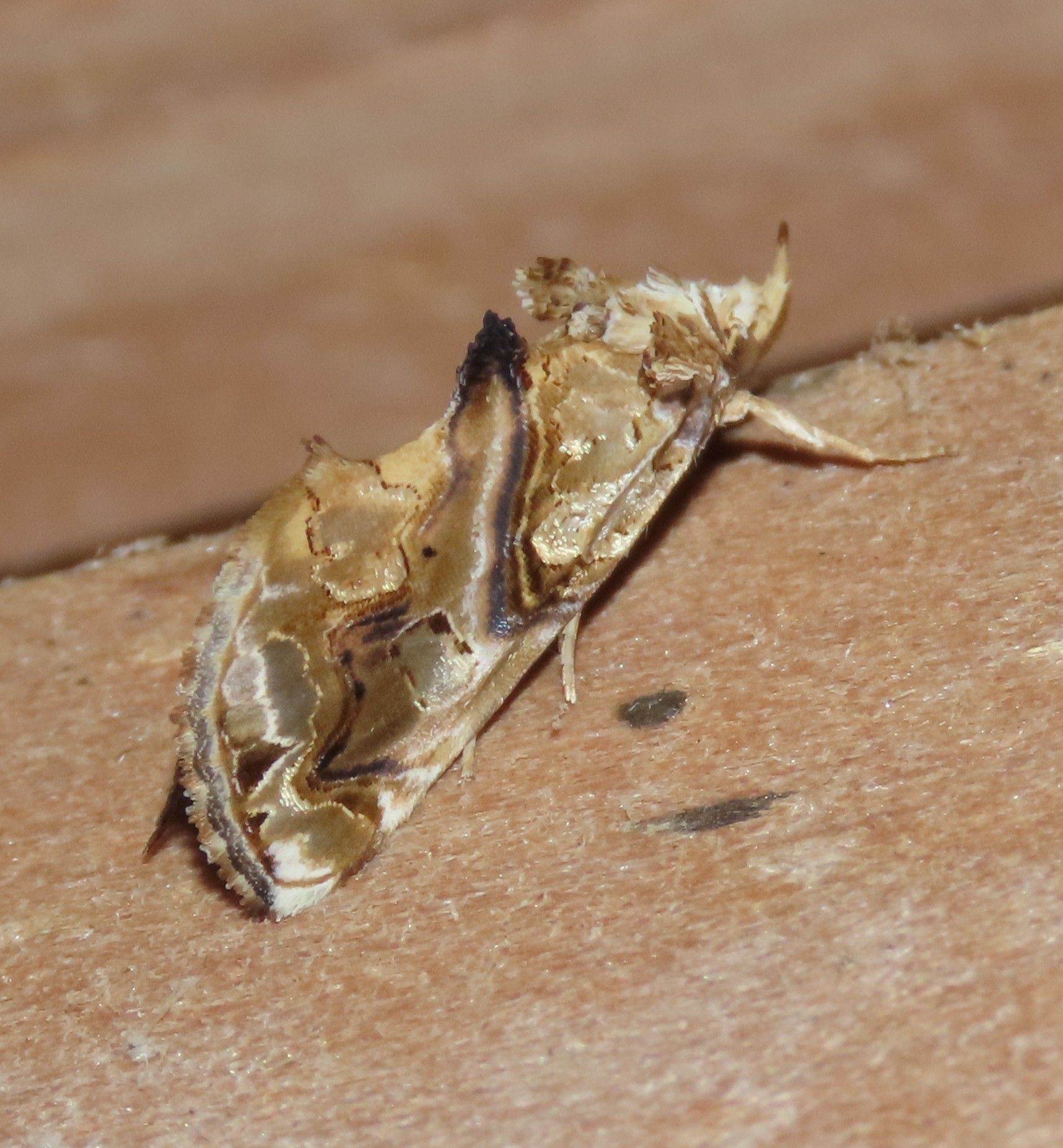 A moth is sitting on a piece of cardboard