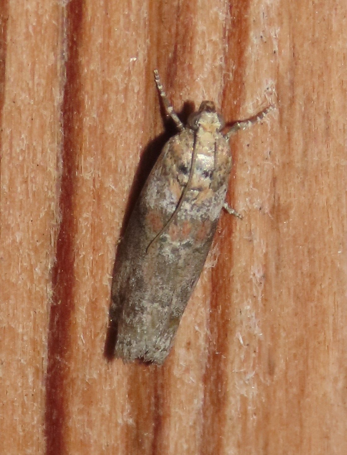 A small moth is sitting on a piece of wood.