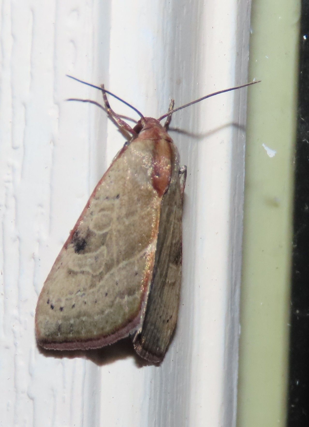A close up of a moth on a window sill