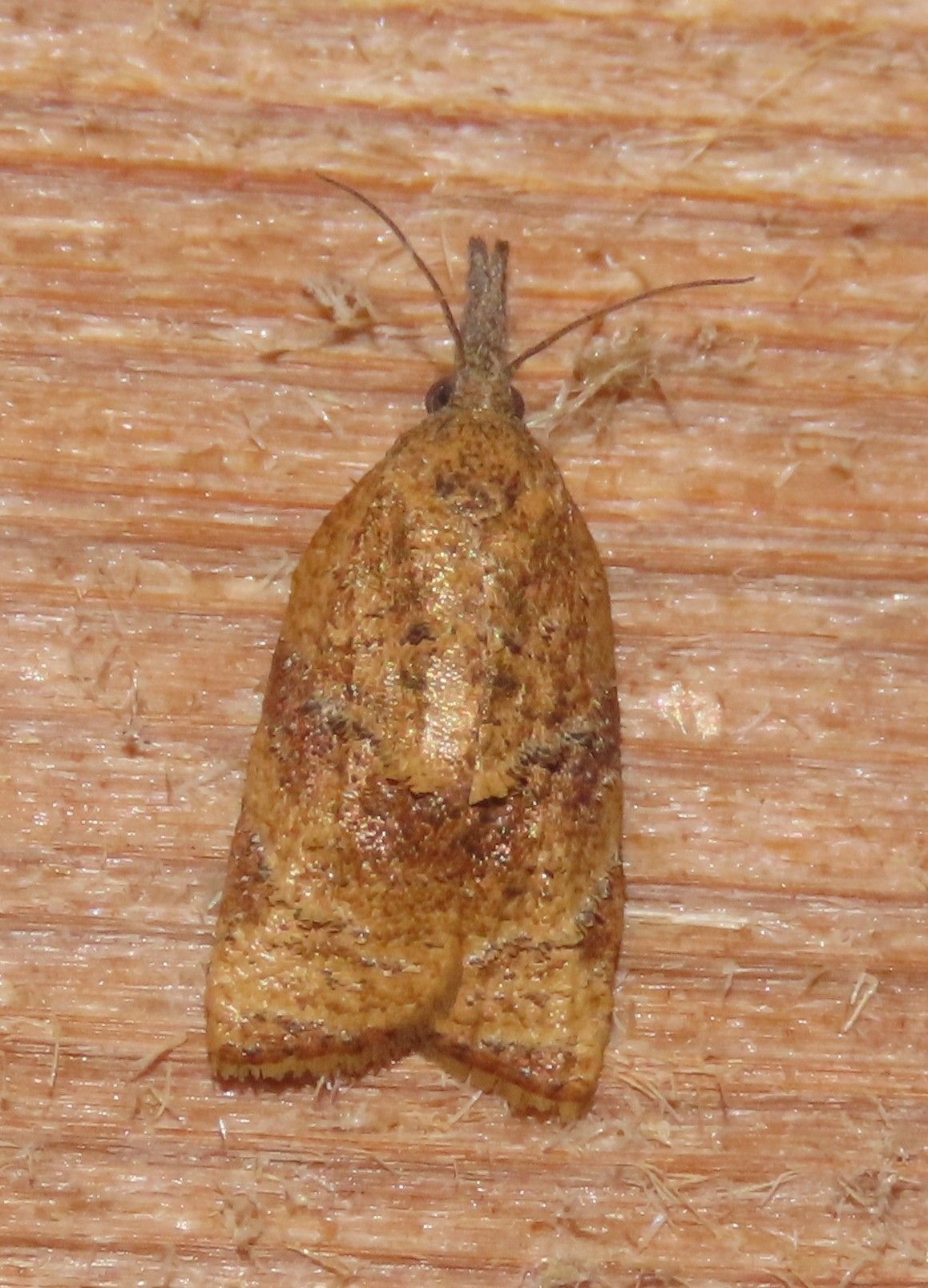 A close up of a moth on a wooden surface.