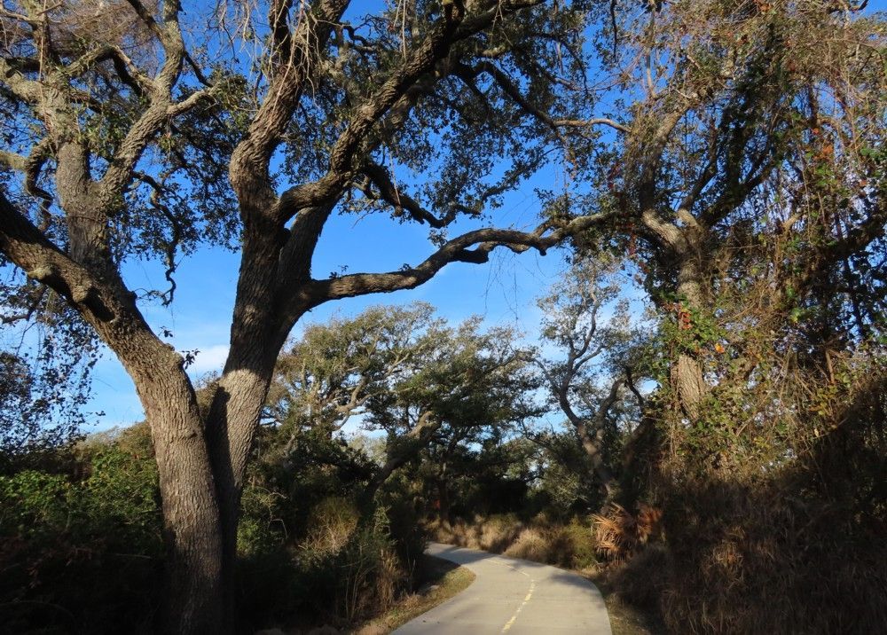 A road with trees on both sides and a blue sky