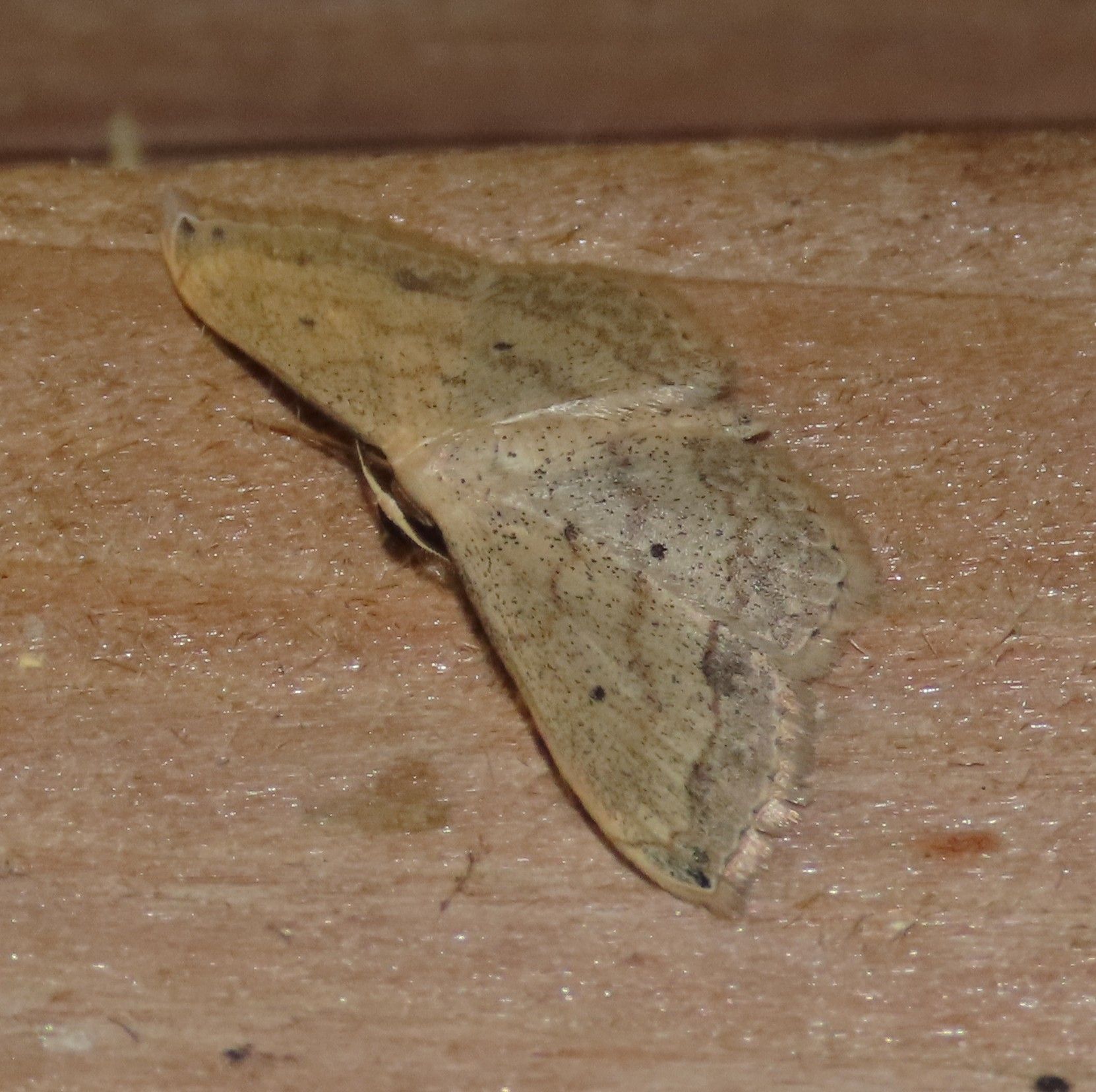A moth is sitting on a piece of wood.