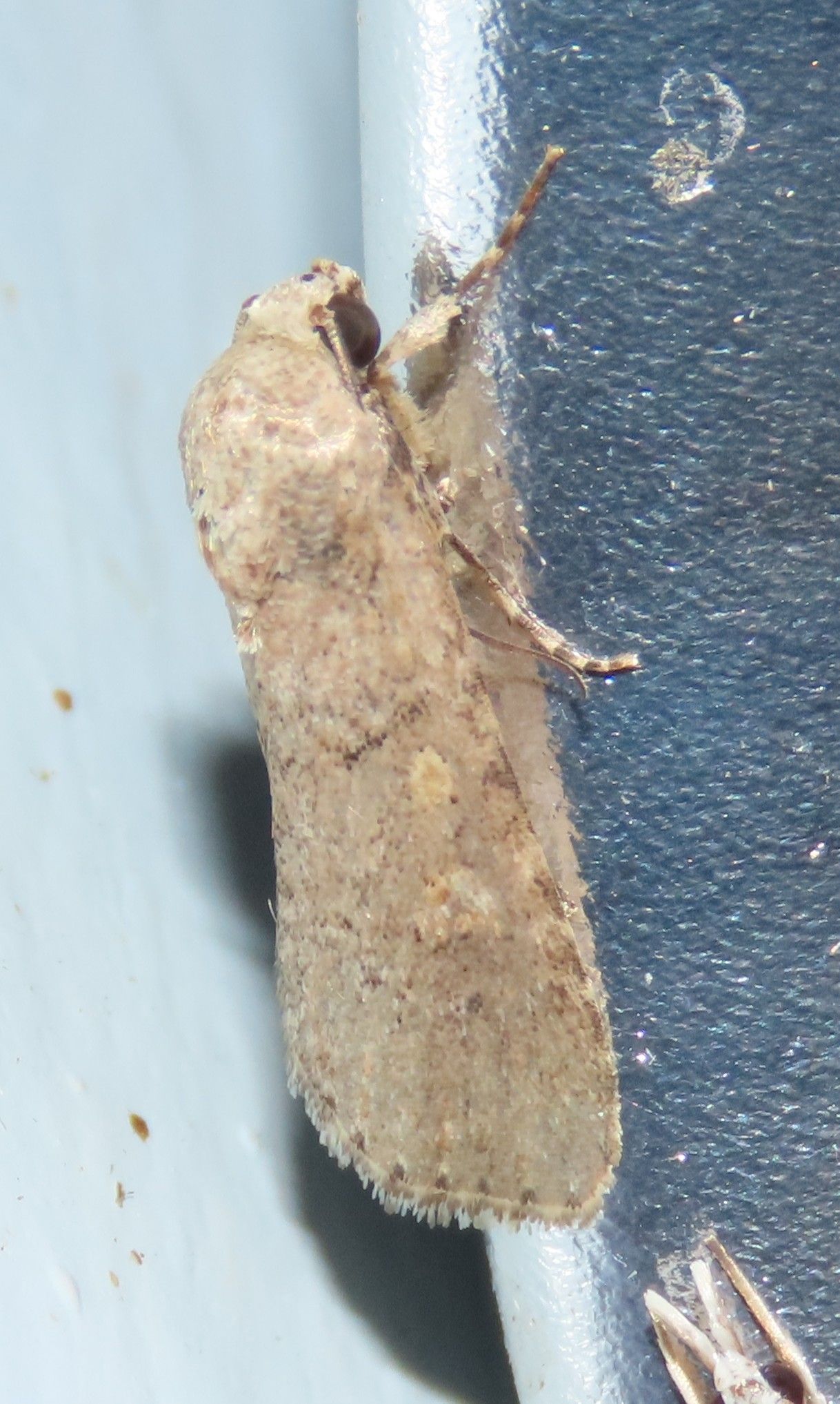 A close up of a moth sitting on a metal surface.