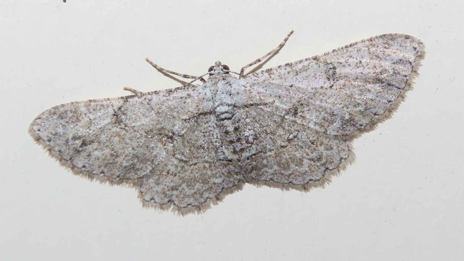 A close up of a moth on a white surface.