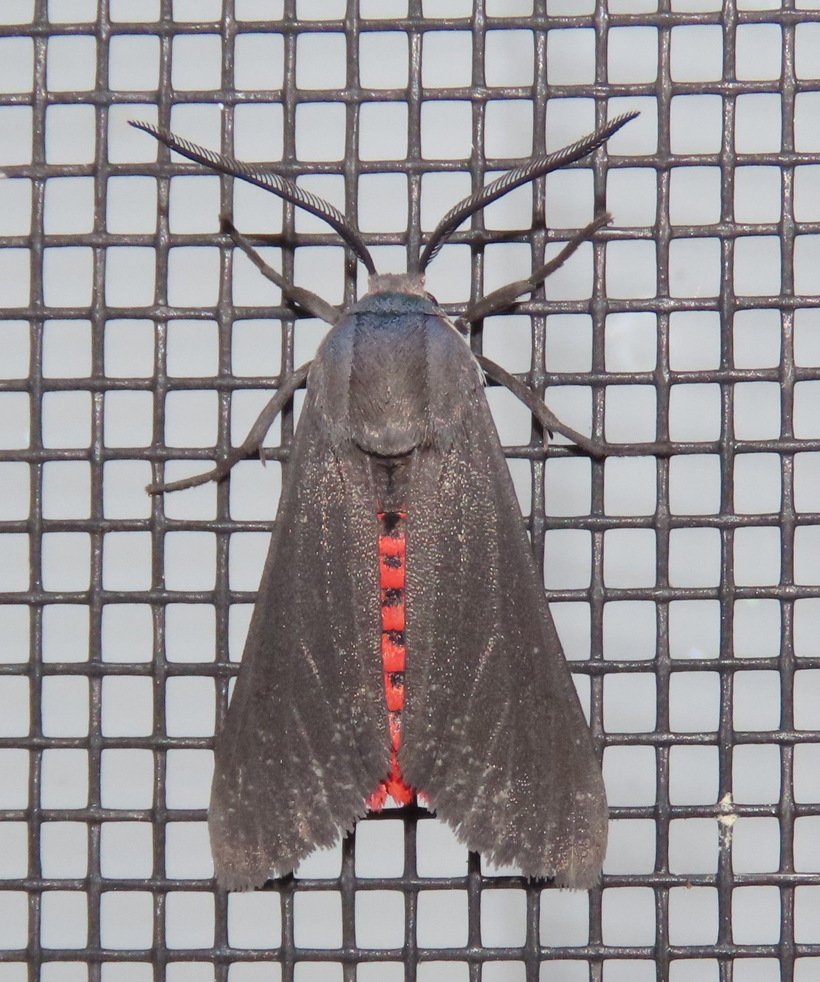 A close up of a moth on a screen