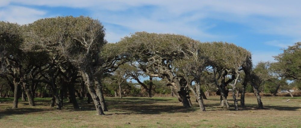 A row of trees in a field with a blue sky in the background.