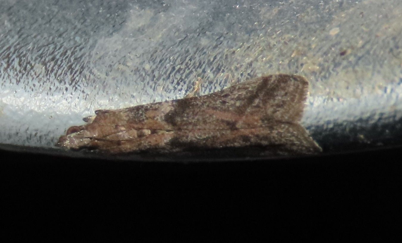 A close up of a moth on a metal surface.