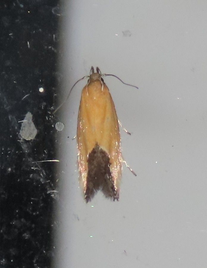 A small moth is sitting on a white surface