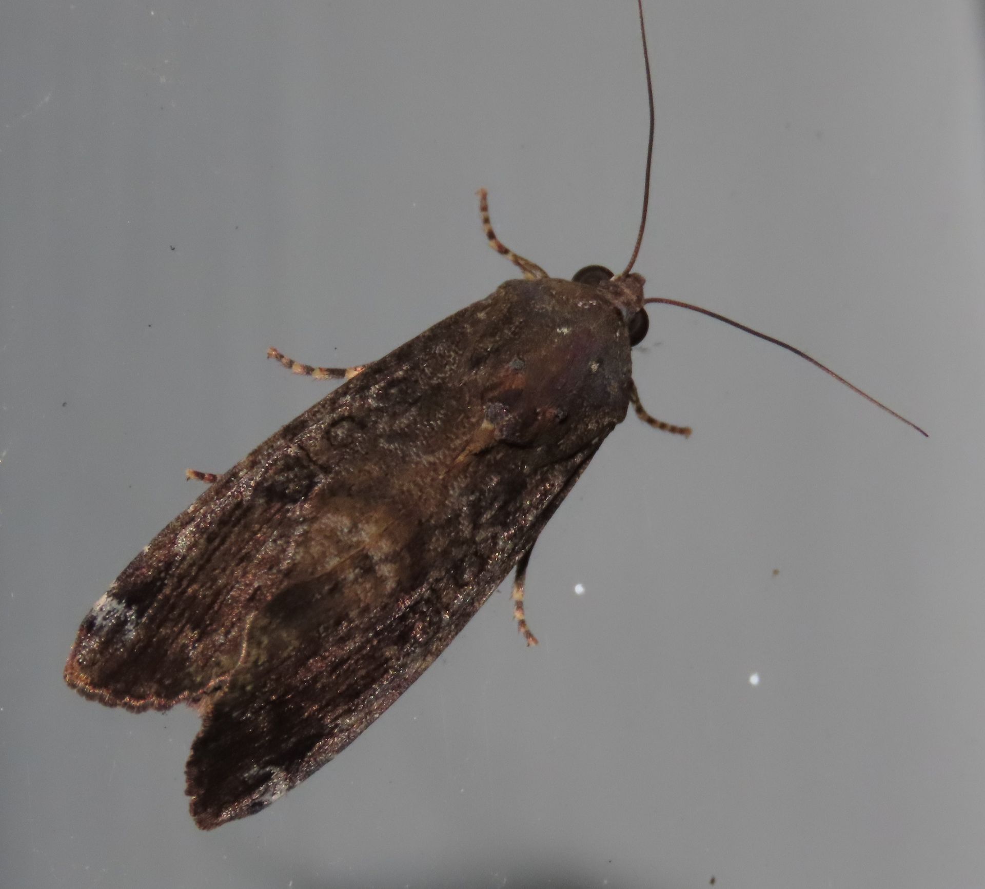 A close up of a moth on a white surface