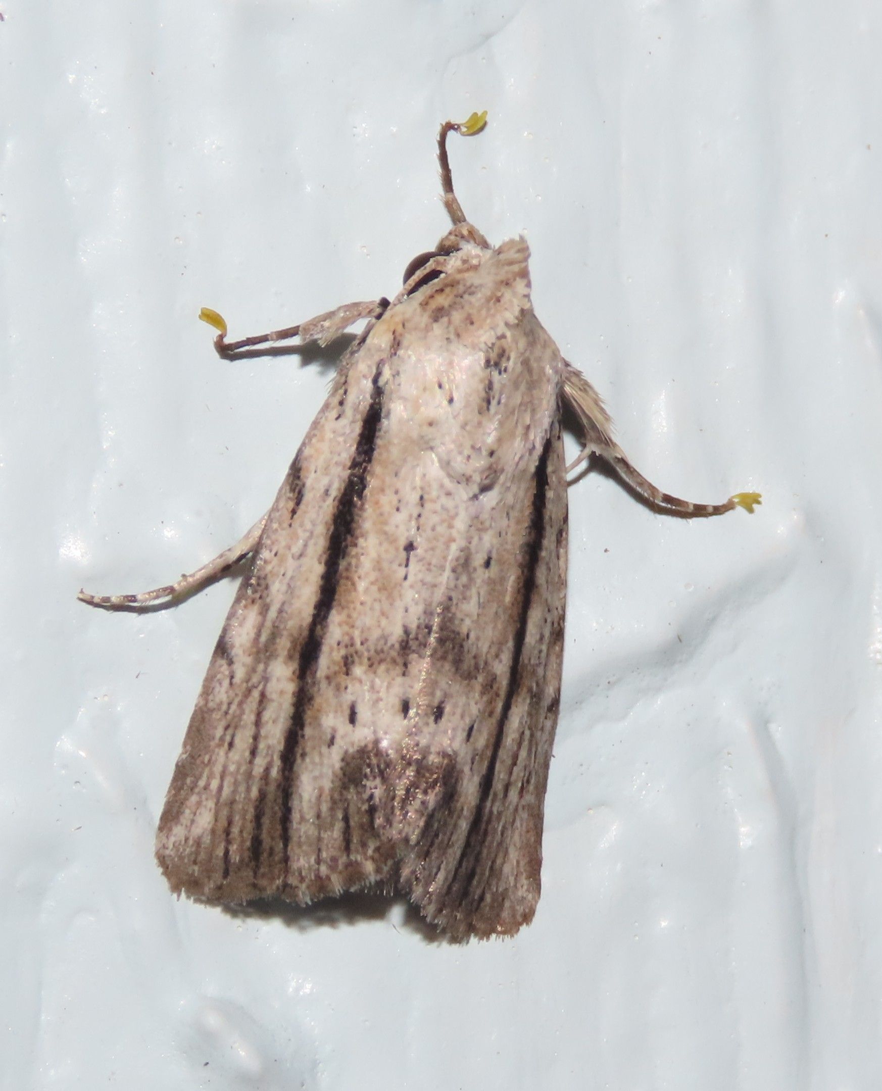A close up of a moth on a white surface.