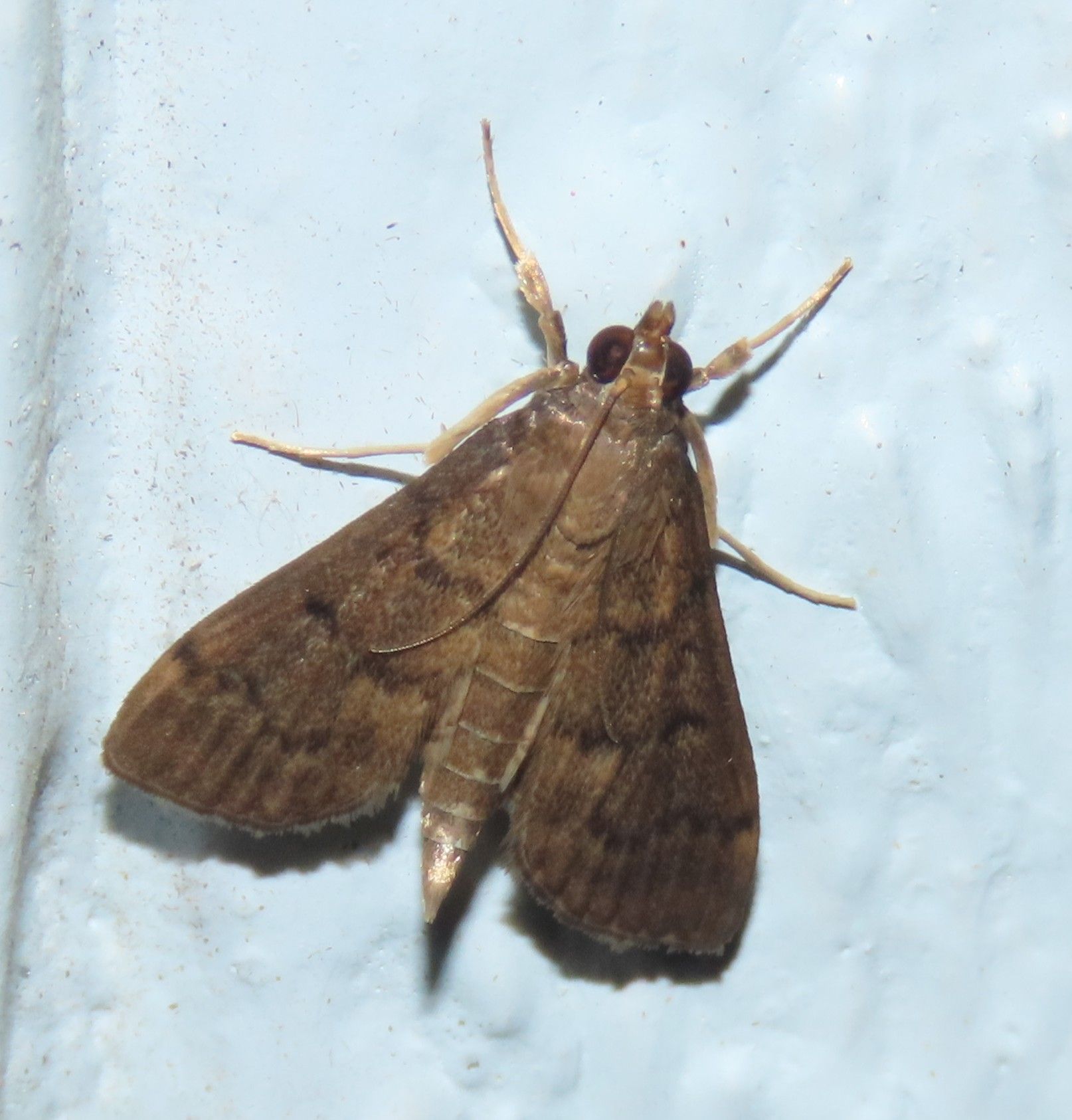 A brown moth is sitting on a white surface
