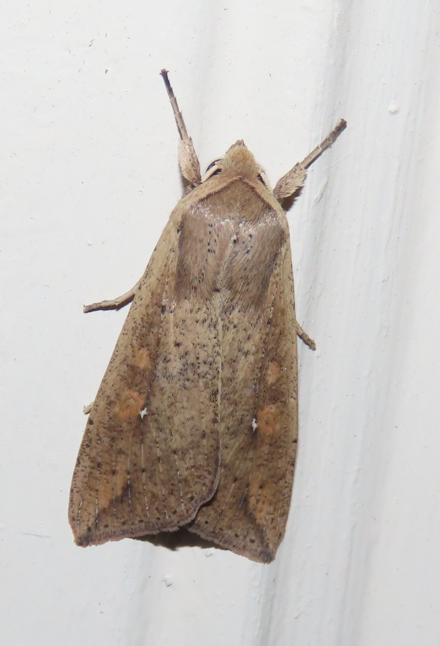A brown moth is sitting on a white surface.