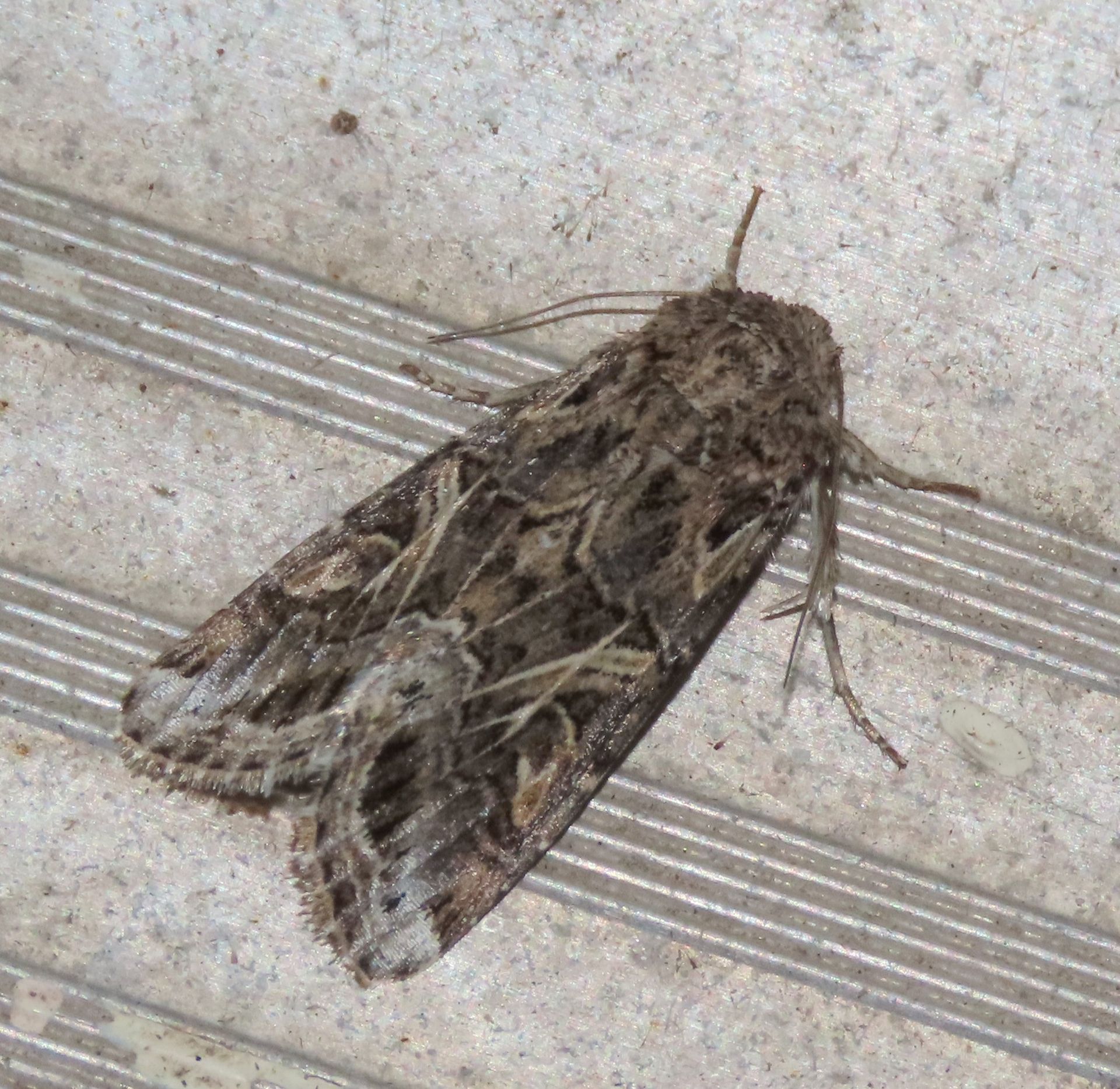 A moth is sitting on a concrete surface
