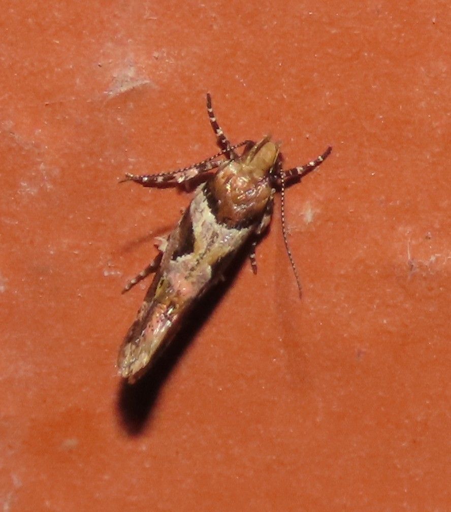 A close up of a moth on a red surface